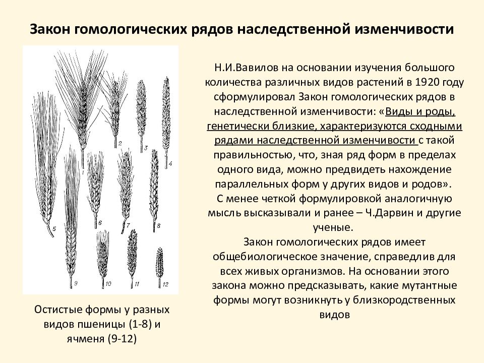 Ряд изменчивости. Закон н.в.Вавилова о гомологичных рядах наследственной изменчивости.. Закон гомологических рядов н.и. Вавилова. Закон гомологичных рядов наследственной изменчивости н.и.Вавилов. Закон гомологичных рядов наследственной изменчивости Вавилова.