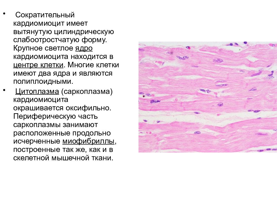 Кардиомиоциты. Кардиомиоцит строение гистология. Строение сократительных кардиомиоцитов гистология. Рабочие кардиомиоциты гистология. Сердечная мышечная ткань сократительный аппарат.