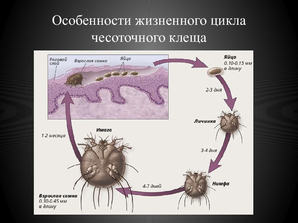 Какой цифрой обозначена на рисунке нимфа половозрелая личинка чесоточного клеща