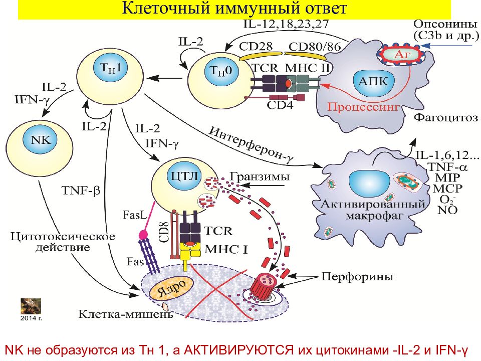 Иммунные клетки схема