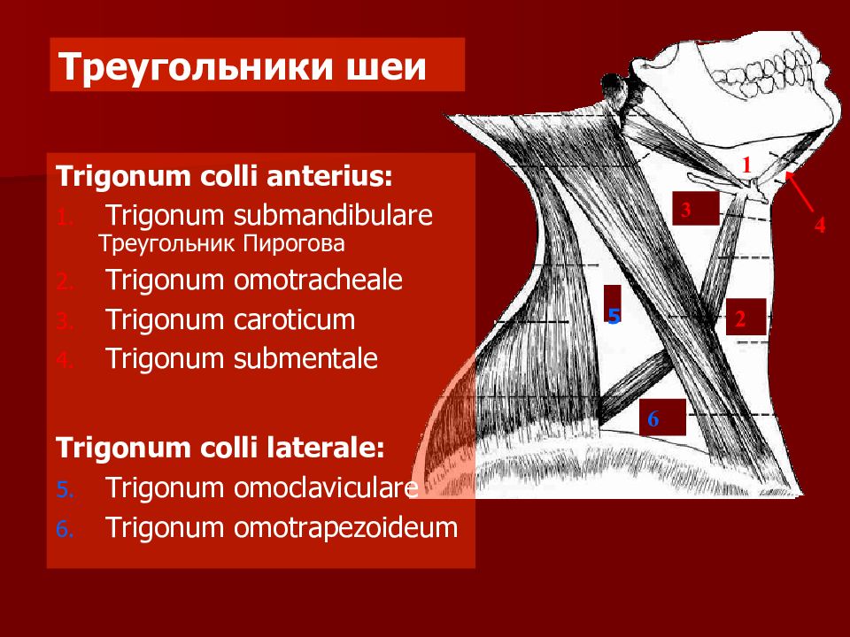 Треугольники шеи презентация