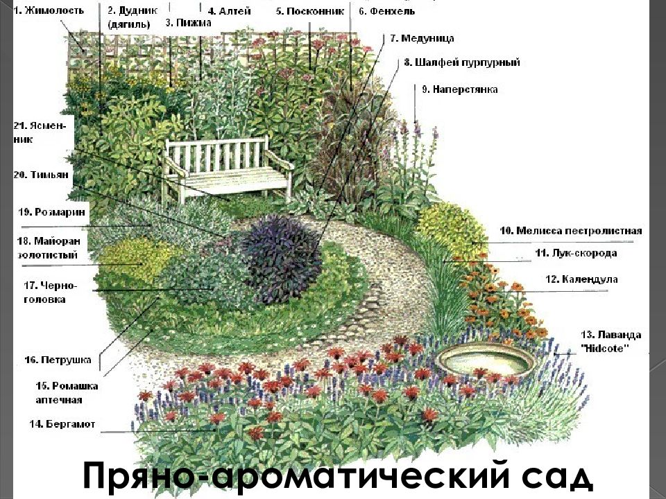 Сад расшифровка. Грядка с пряными травами схема. Пряные травы схема посадки. Цветники из пряных трав схема. Пряная грядка схема высадки.