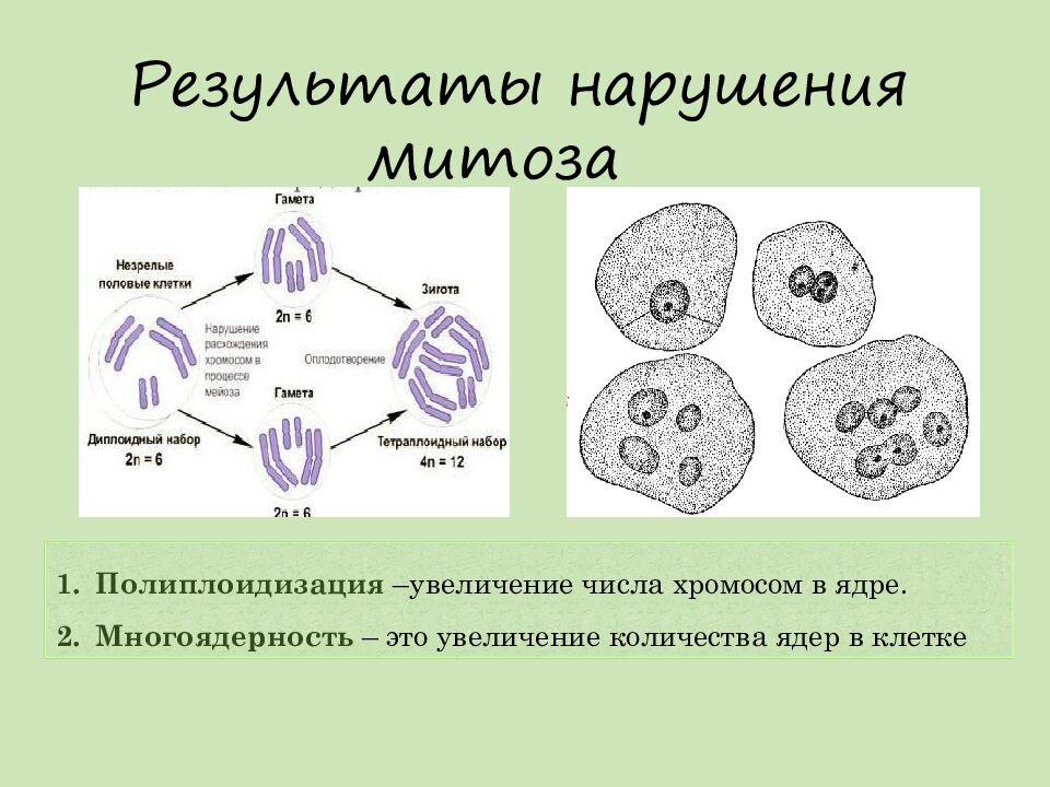 Результаты нарушения митоза