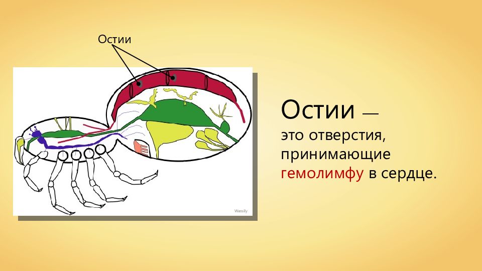 Пищеварительная система паукообразных. Выделительная система паука. Мальпигиевы сосуды насекомых. Членистоногие мальпигиевы сосуды. Класс паукообразные кровеносная система.