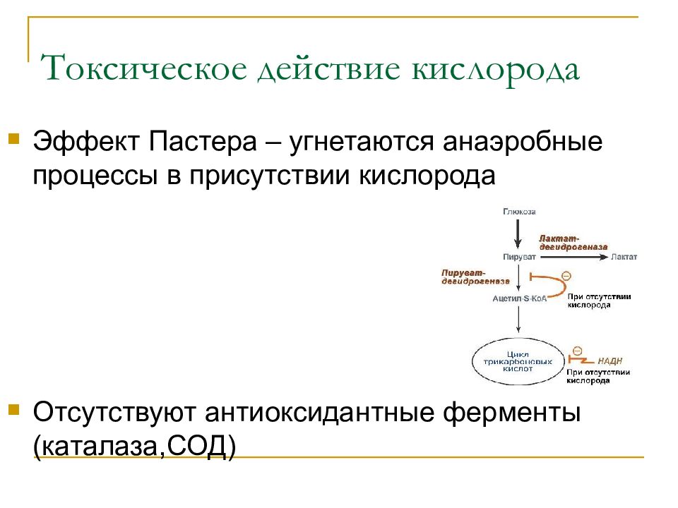 Присутствие кислорода. Эффект Пастера биохимия. Отрицательный эффект Пастера. Токсическое действие кислорода. Патогенез токсического действия кислорода.