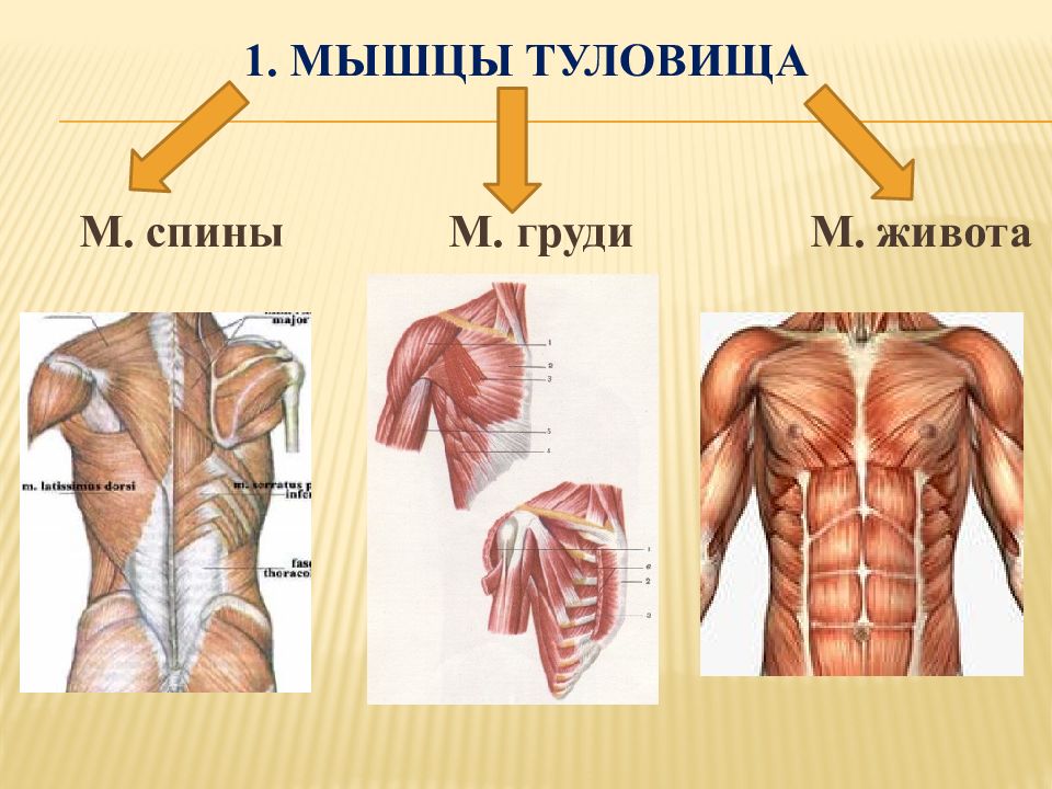 Функции мышц туловища. Мышцы туловища спины грудины и живота. Мышцы груди, туловища спереди. Мышцы спины груди и живота. Функции мышц груди и живота.