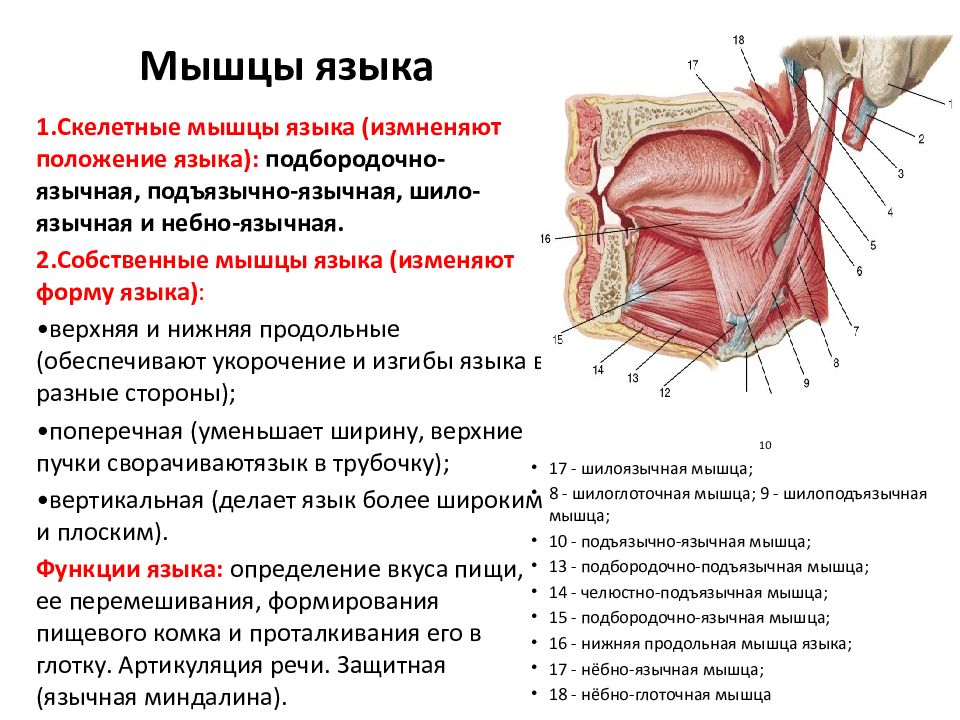 Мышцы языка