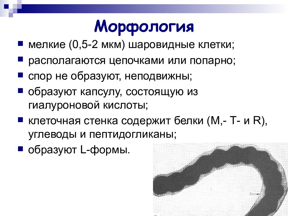 Кокки образующие цепочку. Патогенные кокки. Кокки морфология. Общая характеристика патогенных кокков. Морфология патогенных кокков.