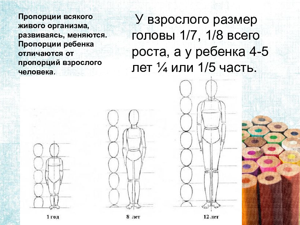 Пропорции тела. Пропорции тела человека. Пропорции тела ребенка. Пропорции взрослого и ребенка. Пропорции тела ребенка и взрослого.