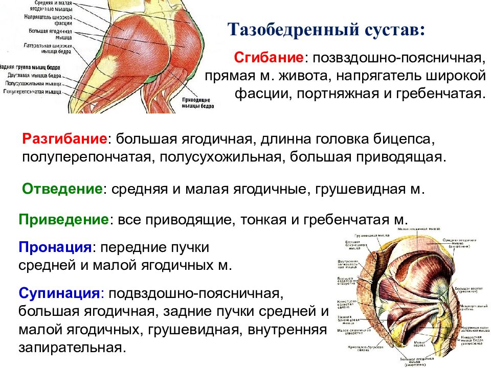 Мышцы разгибающие бедро в тазобедренном суставе