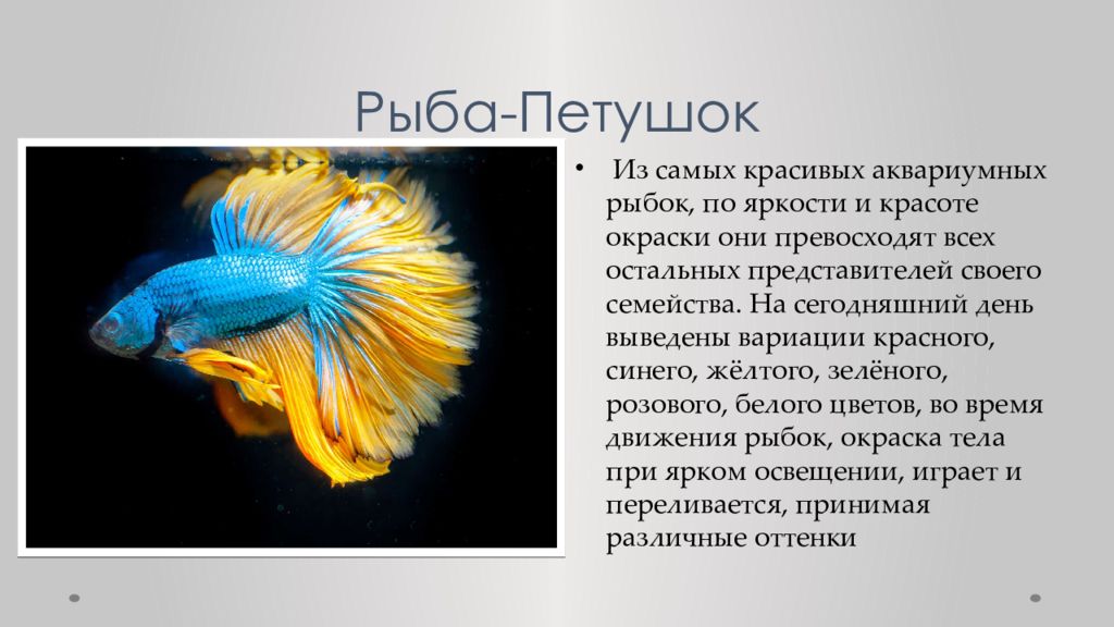 Рыбка петушок. Строение рыбы петушка. Рыба петух характеристика