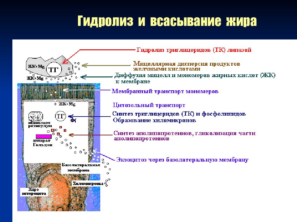 Всасывание жиров. Механизм всасывания жиров. Куда всасываются жиры. Как происходит всасывание жиров. Механизм переваривание и всасывание жиров физиология.