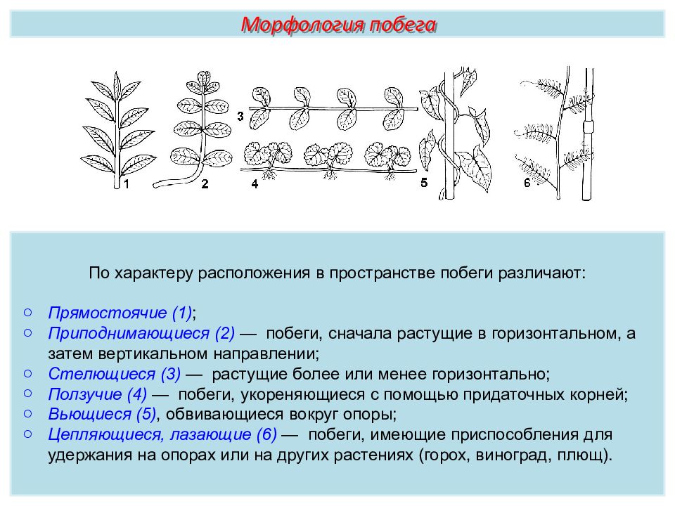 Пименов побег презентация