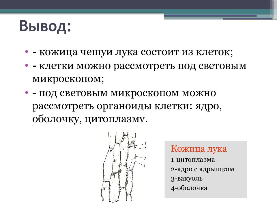 Лук под микроскопом лабораторная работа