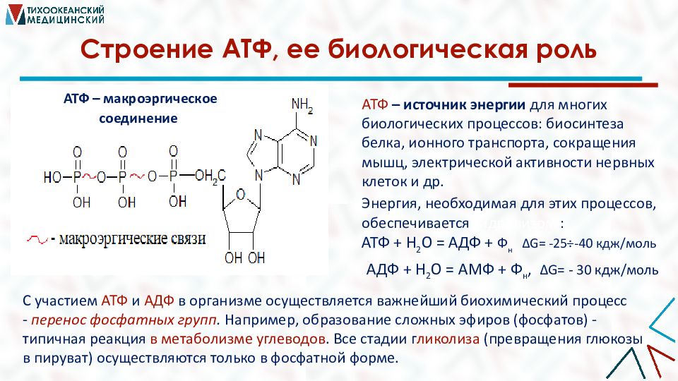 Атф является белком. Приведите строение АТФ. Биологическая роль. Биологически активные гетероциклические соединения. Биологическая роль АТФ И АДФ. Функции АТФ биохимия.