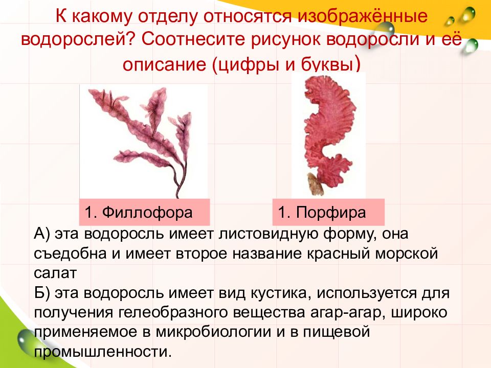 Красные водоросли особенности строения. Порфира Филлофора. Порфира водоросль описание. Порфира Филлофора 5 класс. Красные водоросли Филлофора и порфира водорослей 5 класс.