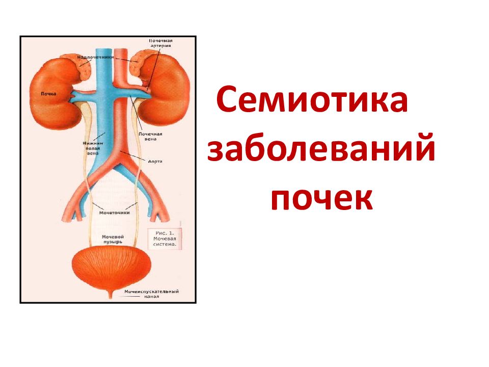 Семиотика заболеваний почек