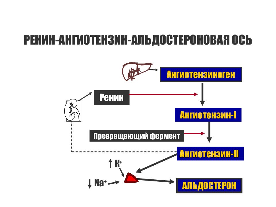 Схема раас физиология