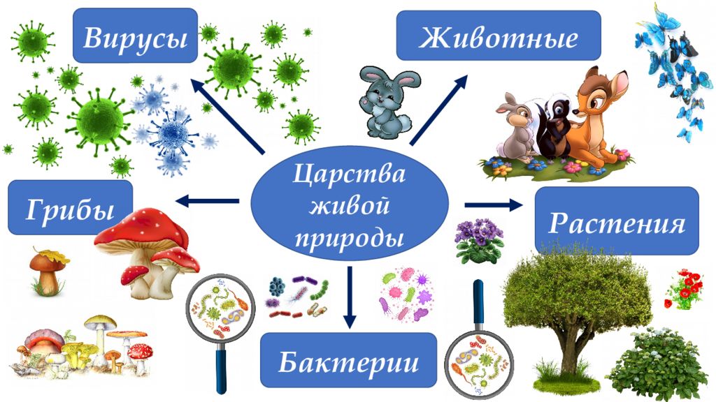 Презентация многообразие живой природы