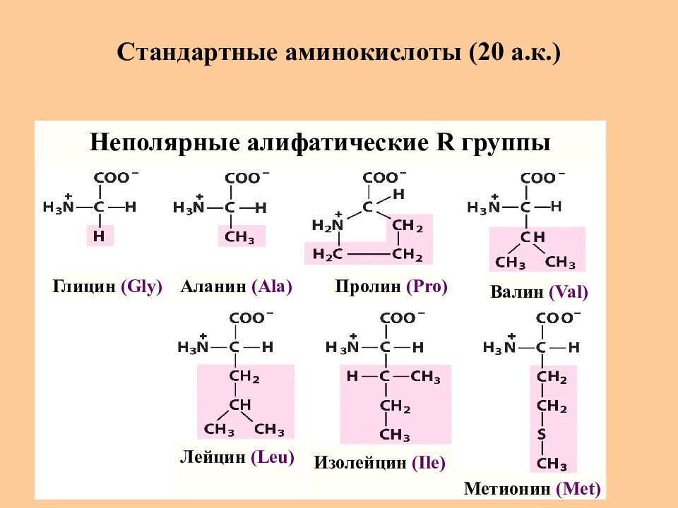 Аминокислоты белки пептиды презентация