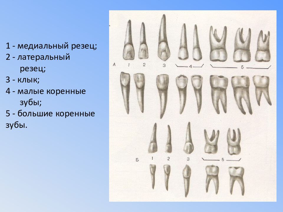 Медиальный верхний резец латынь