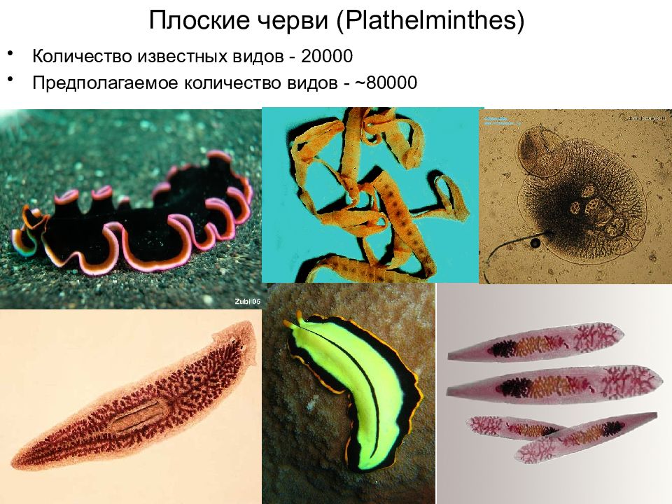 Плоские черви простейшие. Тип плоские черви (plathelminthes). Беспозвоночные животные Тип плоские черви. Тип плоские черви многообразие. Таксоны плоских червей.