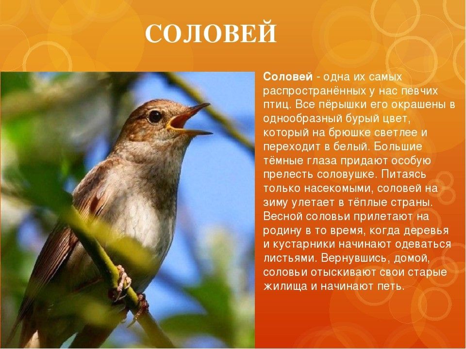 Огнехвостка птица фото и описание