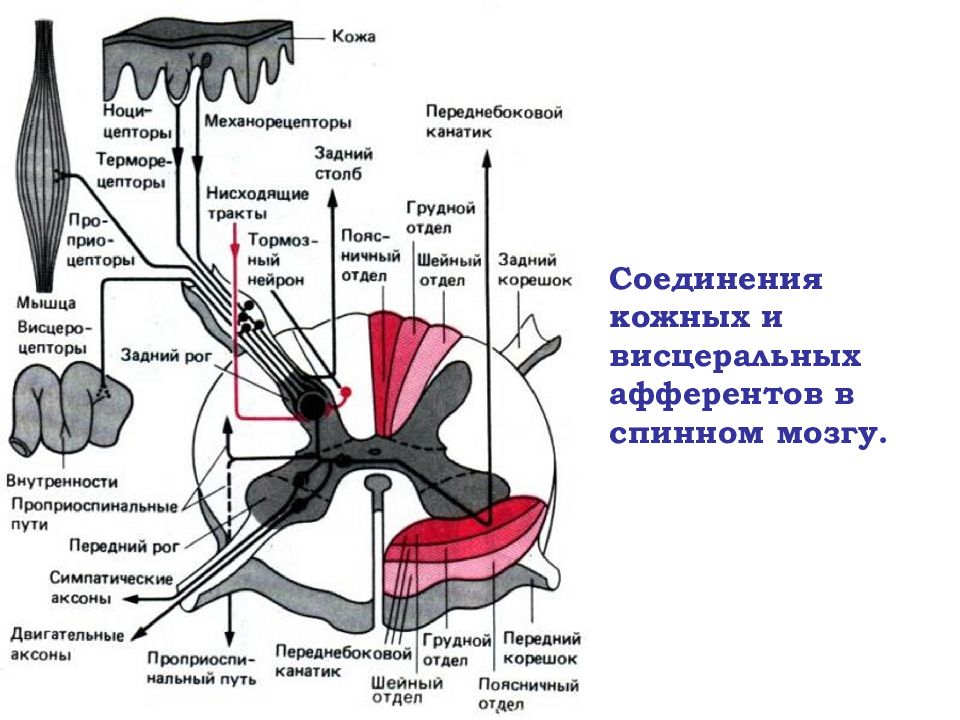 Виды механорецепторов схема