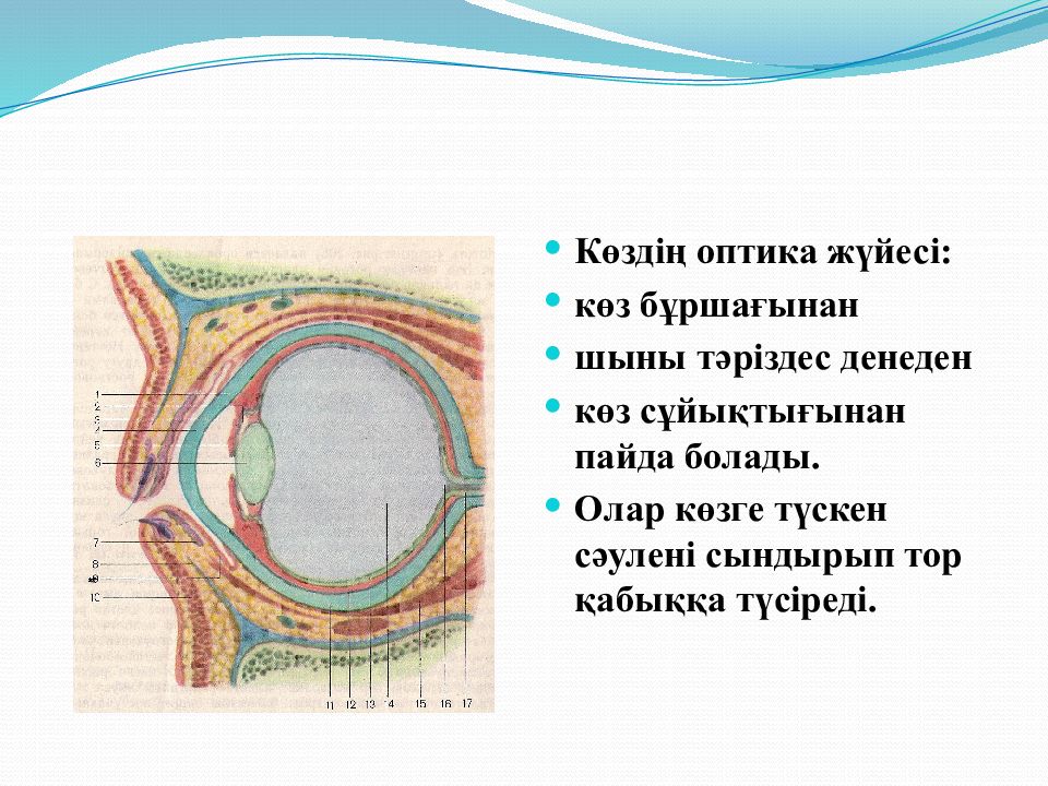 Көз жара. Көз презентация. Көз оптикалық жүйе презентация физика.