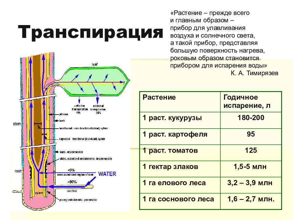 Транспирация это