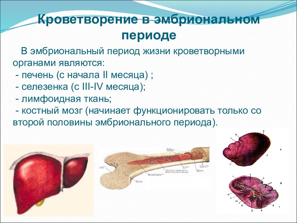 Печени и костного мозга. Органы кроветворения в эмбриональном периоде развития. Система органов кроветворения схема. Кроветворение. Эмбриональный постэмбриональный гемоцитопоэз.. Эмбриональное кроветворение в костном мозге.