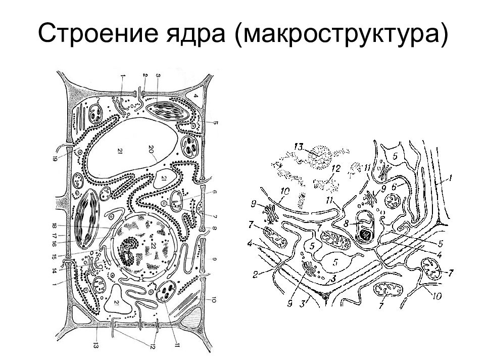 Растительные клетки ботаника