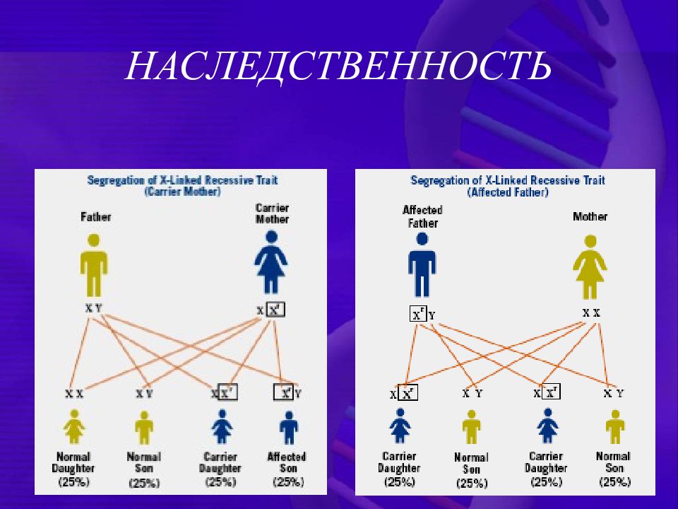 Генетическая наследственность. Наследственность. Генетика наследственность. Наследственность презентация. Наследственность изображение.