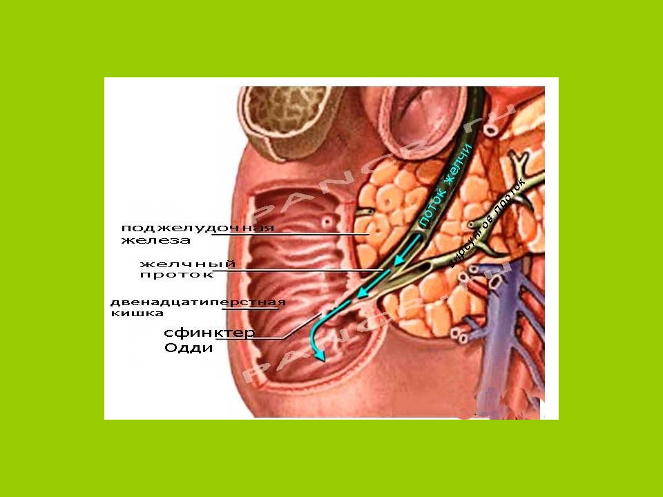 Сфинктер одди это. Анатомия сфинктера Одди. Сфинктер Одди вирсунгов проток. Сфинктер Одди расположение. Структура сфинктера Одди.