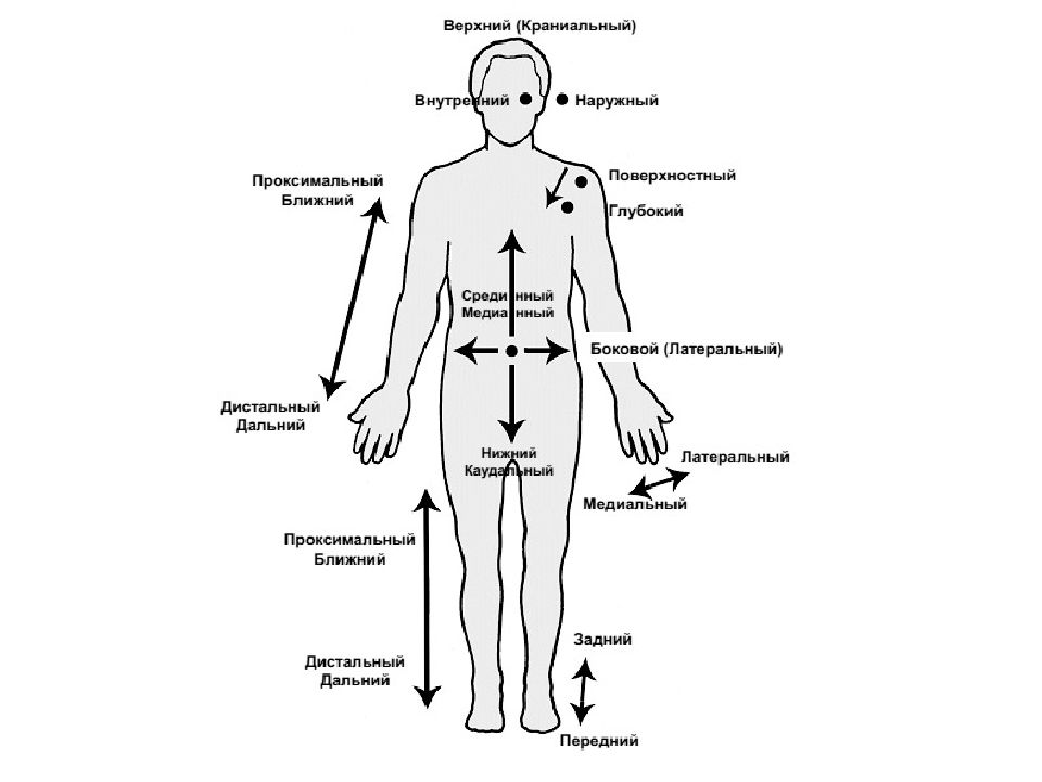 Положение частей тела. Анатомическая терминология проксимальный. Проксимальный и дистальный. Латеральный медиальный проксимальный дистальный. Дистально и проксимально это.