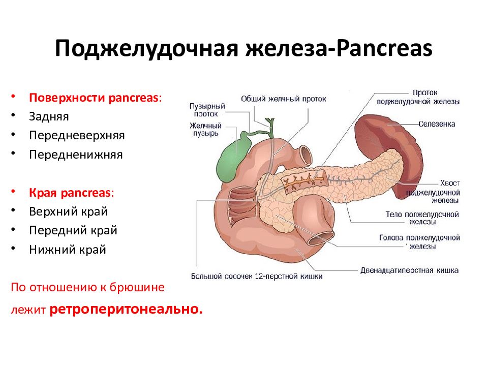 Проблемы поджелудочной железы у мужчин. Строение поджелудочной железы анатомия. Поджелудочная железа pancreas. Внешнее строение и форма поджелудочной железы. Сальниковый бугор поджелудочной железы.