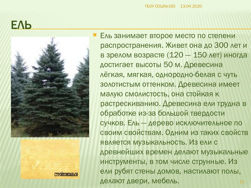 общие сведения о древесине