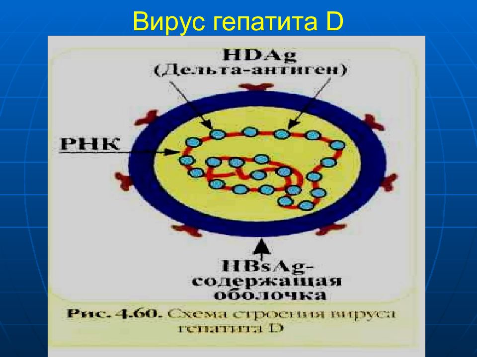 Гепатит д микробиология презентация