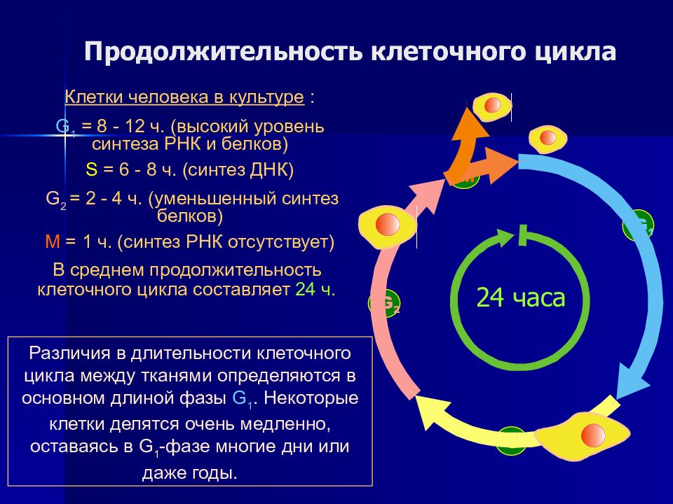 Клеточный цикл презентация