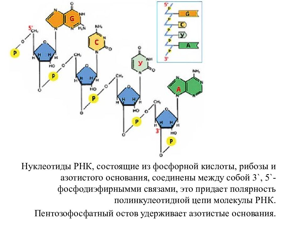 Нуклеотид рнк состоит из. Нуклеотиды молекулы РНК содержат азотистые основания. Нуклеотиды соединяются между собой связью. Нуклеотиды РНК. Типы нуклеотидов.