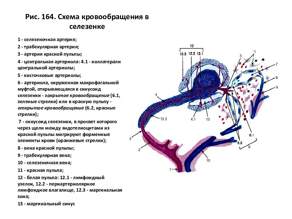 Селезенка схема. Кровоснабжение селезенки. Схема циркуляции лимфоцитов в лимфатическом узле гистология. Селезенка лимфатическая система.