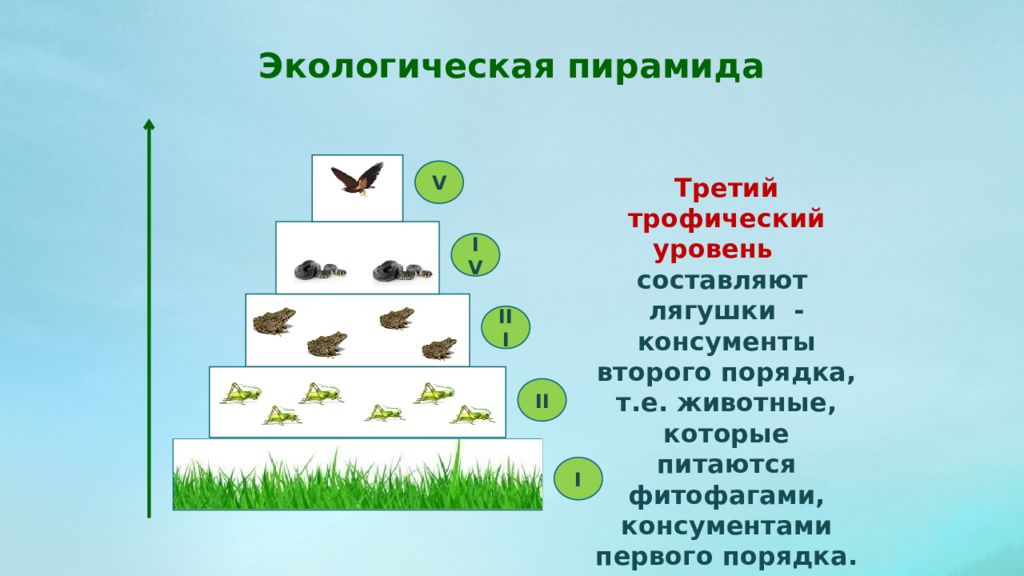 Трофическая пищевая цепь из 10 уровней. 1 2 3 Трофический уровень. Экологическая пирамида консументы продуценты. Трофический уровень экологической пирамиды. 2 Трофический уровень.