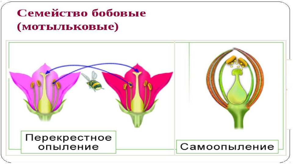 Схема опыления двудольных