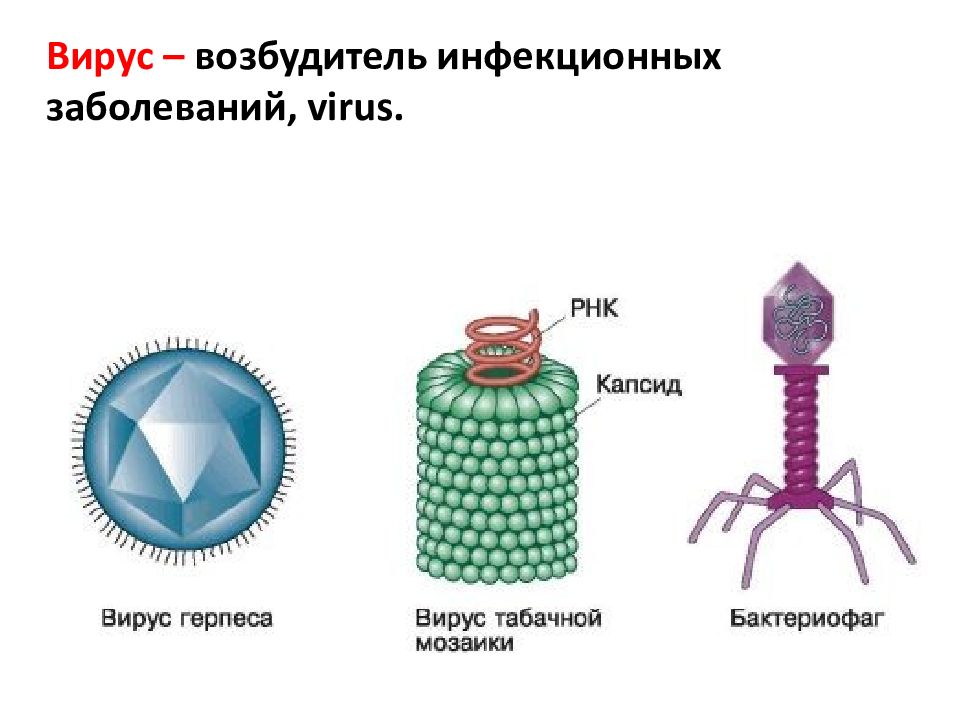 Характеристика вирусов биология. Схема строения вируса герпеса. Схема строения вируса табачной мозаики. Вирус герпеса рисунок. Строение вируса рисунок.