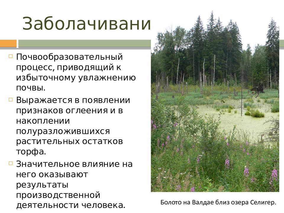 В какой природной зоне почвы сильно заболочены. Заболачивание почв. Процесс заболачивания. Причины заболачивания почв. Избыточное увлажнение почвы.