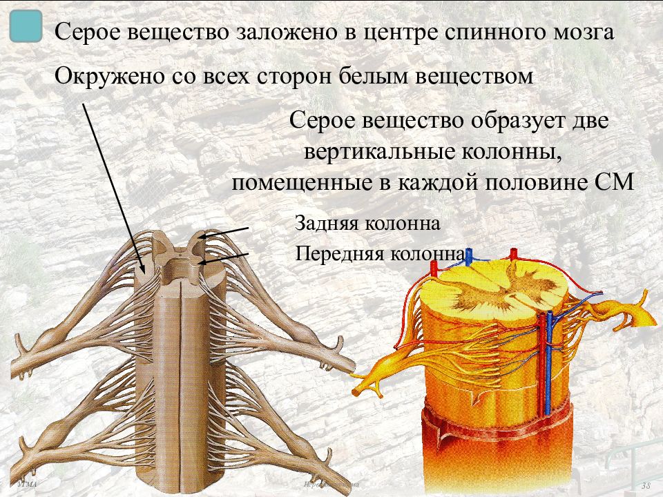 Серое вещество образовано. Серое вещество спинного мозга образовано. Белое вещество спинного мозга образует. Спиной мозг окружон дидкостью. Колонны спинного мозга.