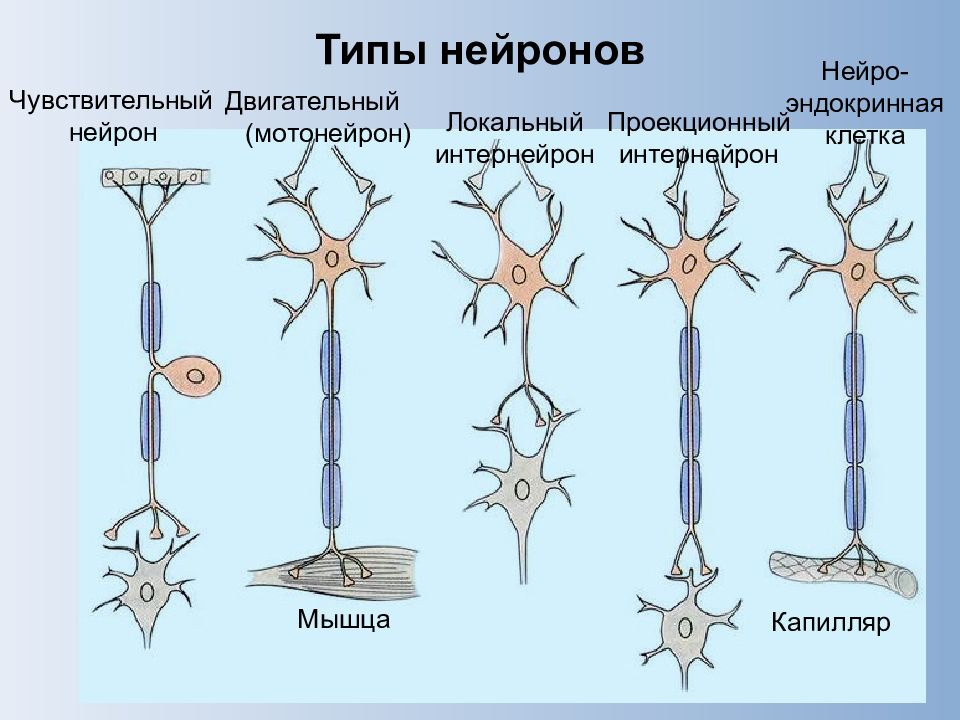 Виды нервной. Типы нейронов. Виды нервных клеток. Двигательная нервная клетка. Нейрон типы нейронов.