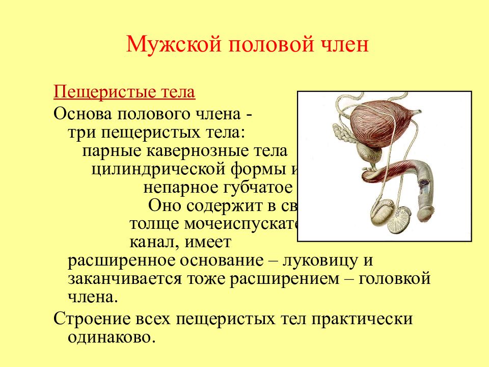 Презентация на тему половые органы