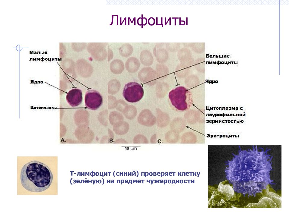 Термин лимфоциты