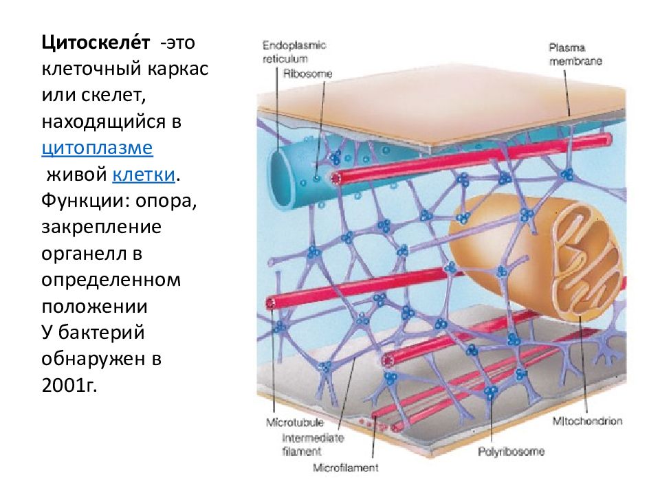 Цитоскелет строение и функции